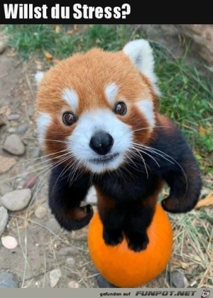 Willst-du-Stress?.jpg auf www.funpot.net