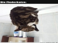 Katze hngt an Duschvorhangstange