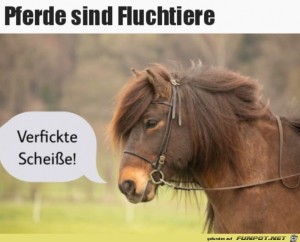 Fluchtiere.jpg auf www.funpot.net