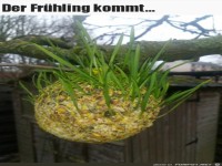 Der Fr�hling kommt