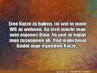Vergleich zwischen Katze und WG-Leben