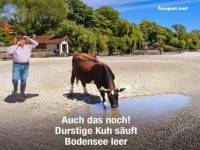 Durstige Kuh schl�rft leeren Bodensee