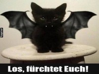 Gef�hrlicher Miau-Spooky-Bat!