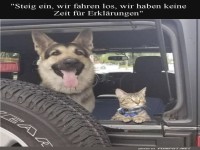 Abenteuerlustige Vierbeiner auf Roadtrip