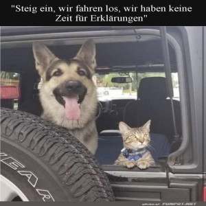 fun-Bild: Abenteuerlustige Vierbeiner auf Roadtrip
