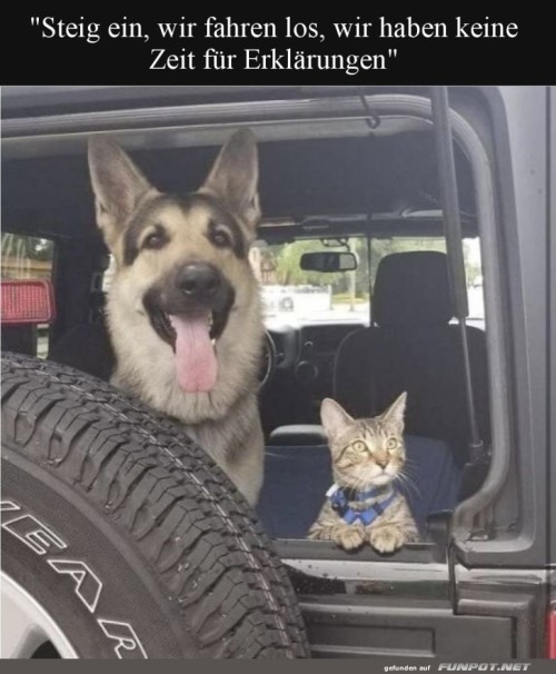 Abenteuerlustige-Vierbeiner-auf-Roadtrip.jpg auf www.funpot.net
