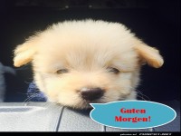 Guten Morgen