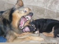 fuer Bildgenerator freigegeben 001647