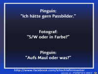 Pinguin Passbilder