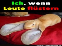 Ziemlich lange Ohren