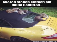Miezen und hei�er Schlitten