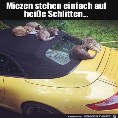 Miezen-und-hei&szlig;er-Schlitten.jpg von Pina
