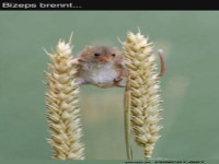 Der Bizeps brennt