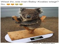 Ser Baby-Koala auf der Waage