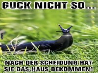 Eine Schnecke nach der Scheidung