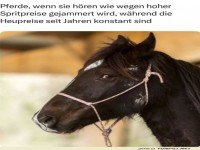 Pferde h�ren auch die Benzinpreise-Kl�nge