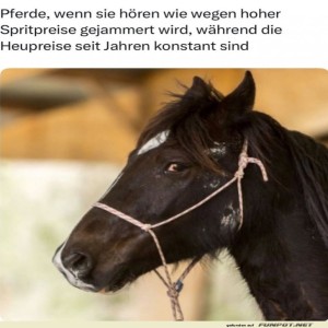 Pferde-h�ren-auch-die-Benzinpreise-Kl�nge.jpg von Nele68