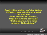 Zwei K�he stehen auf der Weide