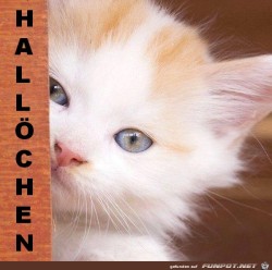Hallo.jpg auf www.funpot.net