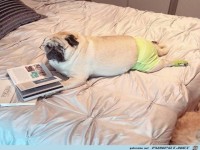 Lustiger Hund