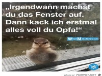 Irgendwann machst du das Fenster auf