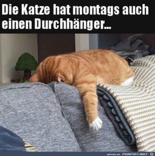 Katze-montags.jpg auf www.funpot.net