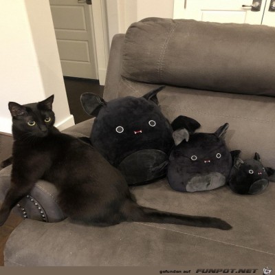 Komische-Kissen.jpg von Sweetheart