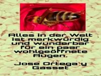 alles in der welt