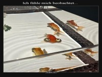 Guck mal, wer da schwimmt!