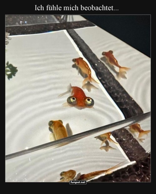 Guck-mal,-wer-da-schwimmt!.jpg auf www.funpot.net