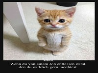 K�ndigungsschock im Katzenland