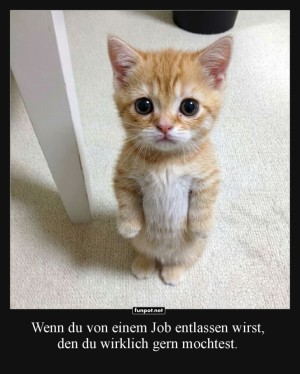 K�ndigungsschock-im-Katzenland.jpg auf www.funpot.net