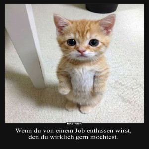 herz-Bild: K&uuml;ndigungsschock im Katzenland