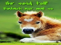 Download Spruchbilder lebensweisheit sprueche die das herz beruehrt For iPhone Free