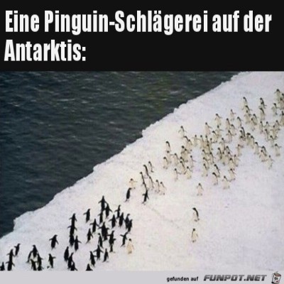 Pinguin-Schlägerei.jpg von Trudi
