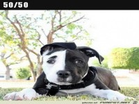 Ein Hund mit schwarz-wei�em Kopf