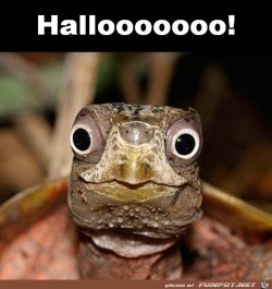 Halloooo.jpg auf www.funpot.net