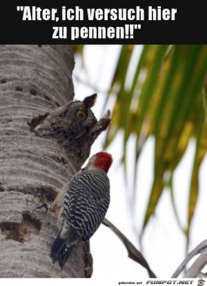 Mach-nicht-solch-einen-Krach.jpg auf www.funpot.net