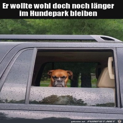 Hund-wollte-l&auml;nger-im-Park-bleiben.jpg von Sena
