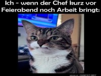 Katze vor Feierabend�berraschung