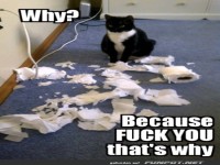 Katze sorgt f�r Chaos im Wohnzimmer