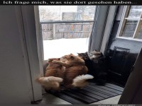 Vier Katzen und ein Fenster-Abenteuer