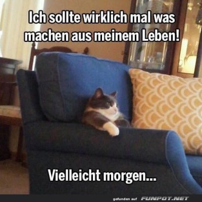 Katze-im-Sessel.jpg von Brandon