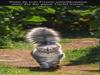 Die K�nigliche Parade der Katzenschnitte