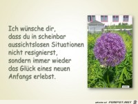 ich wuensche dir dass du in scheinbar aussichtslosen situat