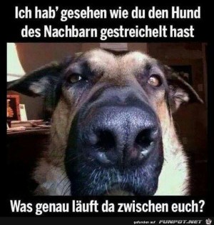 Hund.jpg auf www.funpot.net