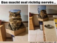 Diese Katze macht einen echt nerv�s