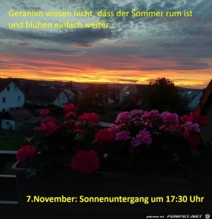 Geranien-wissen-nicht,-dass-der-Sommer-rum-ist.jpg auf www.funpot.net