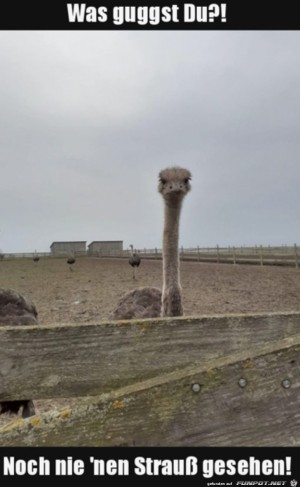 Was-guckst-du?.jpg auf www.funpot.net