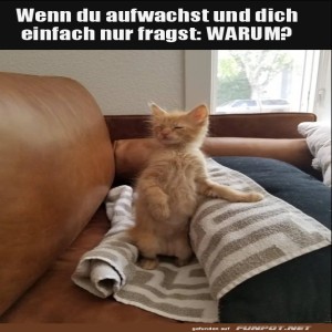 fun-Bild: Kater Kaffeeklatsch und der Sinn des Lebens